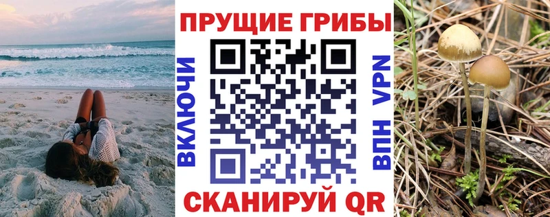 цены Навашино Псилоцибиновые грибы Psilocybe